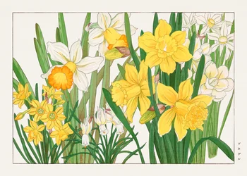 Daffodil from "Seiyou Sokazufu"