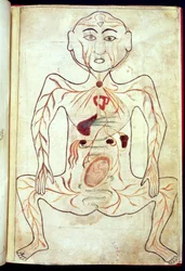 Organic Members and the Embryo in the Human Body, mid 15th century