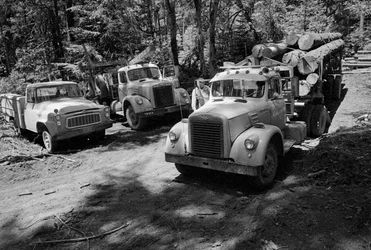 Logging trucks in a forest being harvested in Oregon
