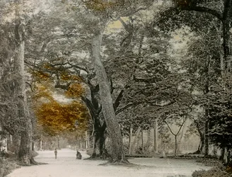 Century-old Trees in Shimogamo Park, Kyoto, circa 1900 - 1915