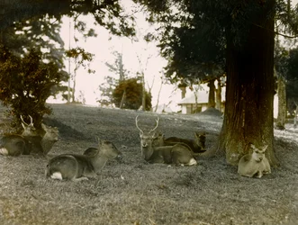 Fallow Deer in Kasuga Taisha Park, Nara, circa 1900 - 1915