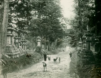 Kasuga Taisha Park in Nara, circa 1900 - 1915