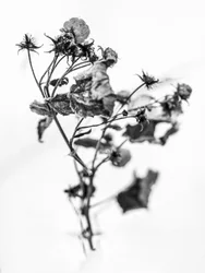 Amid the Flowers 10, 2021