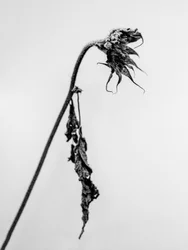 Amid the Flowers 15, 2021