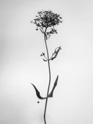 Amid the Flowers 21