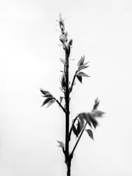 Amid the Flowers 32, 2021