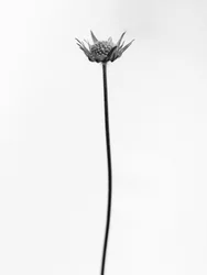 Amid the Flowers 33, 2021