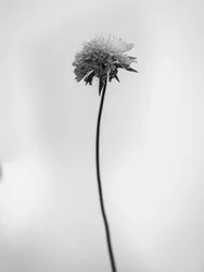 Amid the Flowers 44, 2021
