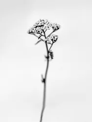 Amid the Flowers 47
