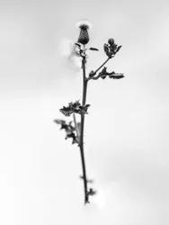 Amid the Flowers 48, 2021