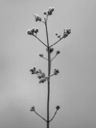 Amid the Flowers 4, 2021