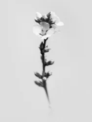 Amid the Flowers 55, 2021