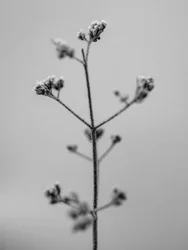 Amid the Flowers 5