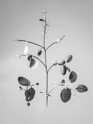 Amid the Flowers 60, 2021