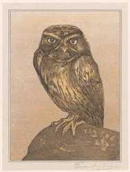 Little Owl on Rock