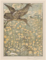Redshank