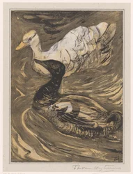 Two Swimming Ducks