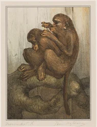 Grooming Monkeys