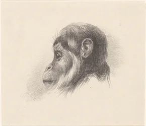 Monkey Head