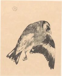 Dead Goldfinch