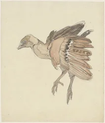 Dead Bird (Partridge?)