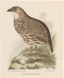Partridge (Francolinus Jugularis)