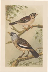 Two birds on branches