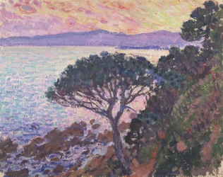 Pine Tree by the Sea at Sunset