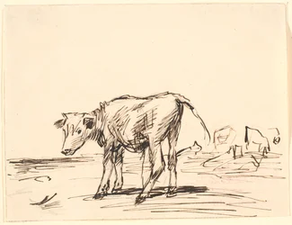 A Bull Calf