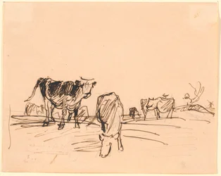Cows in a Field