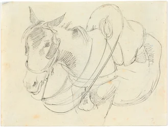 Mules. Italy