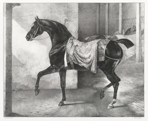 A Black Horse Tethered in a Stable