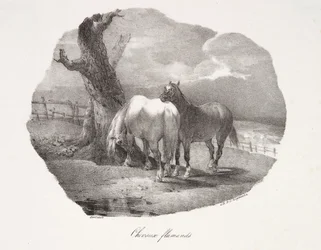 Flemish Horses