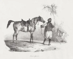 Egyptian Mare