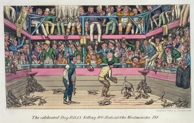 The Celebrated Dog Billy Killing 100 Rats at the Westminster Pit