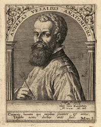 Andreas Vesalius, Flemish Physician, Anatomist