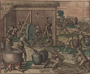 Slaves process sugar cane and make sugar