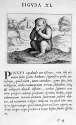 Prophecy Figure XI from Prognosticatio Eximii Doctoris Paracelsi