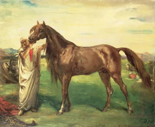 Hadji, an Arabian Stallion