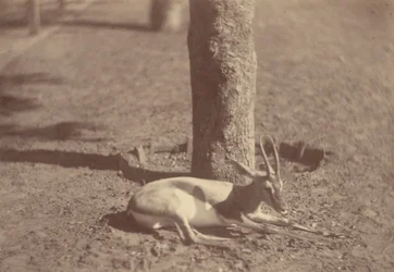 Gazelle Lying Down Against a Tree