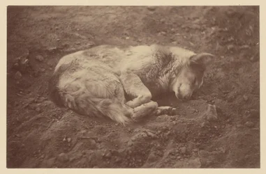 Sleeping Dog