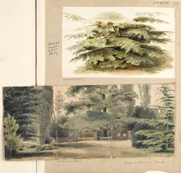 A study of a Cedar tree at Merton