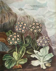 Auriculas, c1802-1821