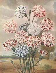 Picotees, c1802-1821, 1948