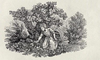 A Girl Gathering Flowers from 