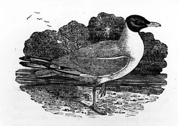 Black-Headed Gull, illustration from 
