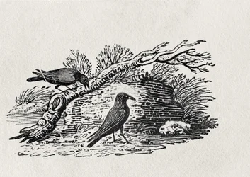 Crows (Corvus corone corone) from the 