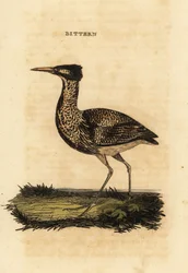 Eurasian bittern or great bittern, Botaurus stellaris