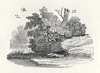 Fox Escaping, from 