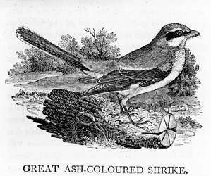 Great Ash-Coloured Shrike, illustration from 